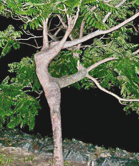 Танцующее дерево