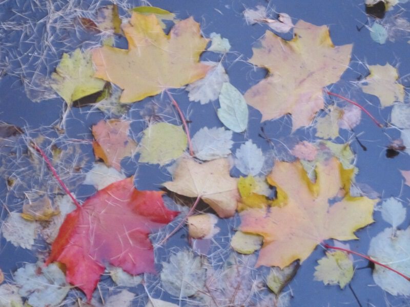 Осень. Листья и вода