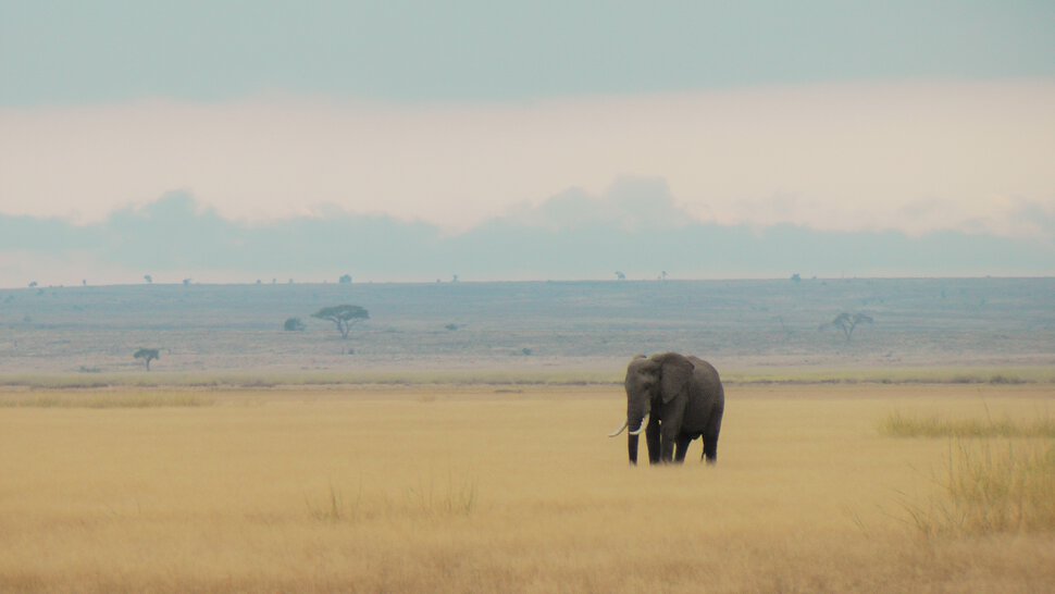 Слон в Африке