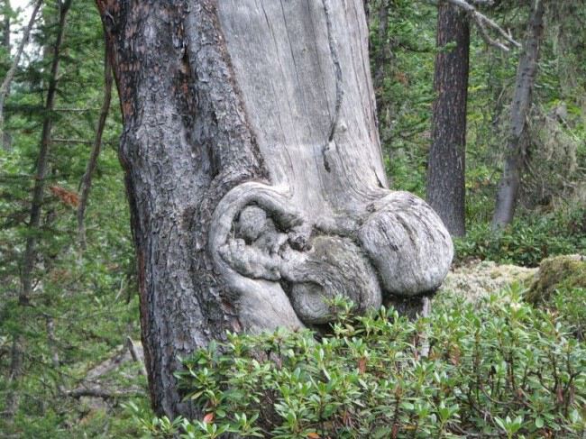 Сухое дерево