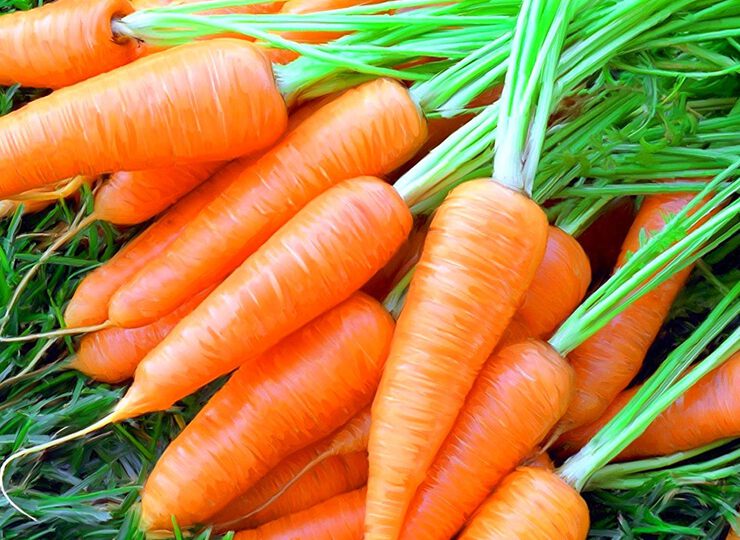 Рецепты красоты из моркови Рецепты красоты из моркови