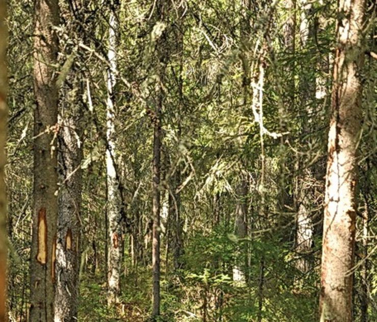 Зарубки Зарубки