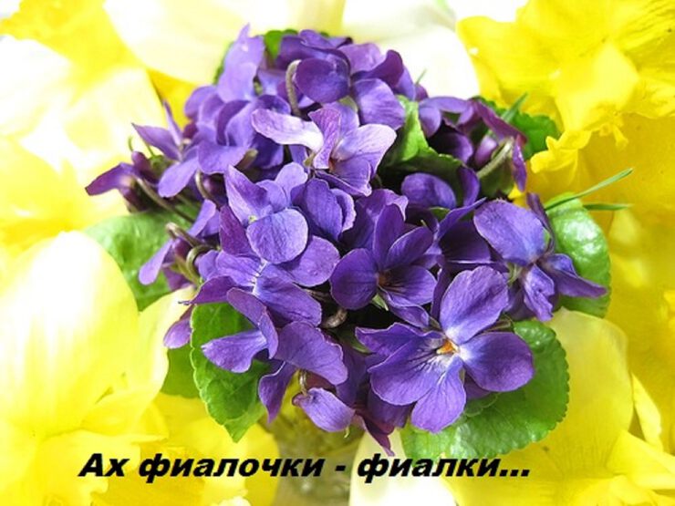 Полное собрание стихотворений Ф. И. Тютчева Поздравления с днем рождения внучке