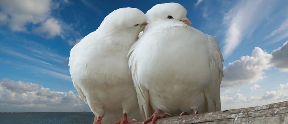 Тесты на любовь Тесты на любовь