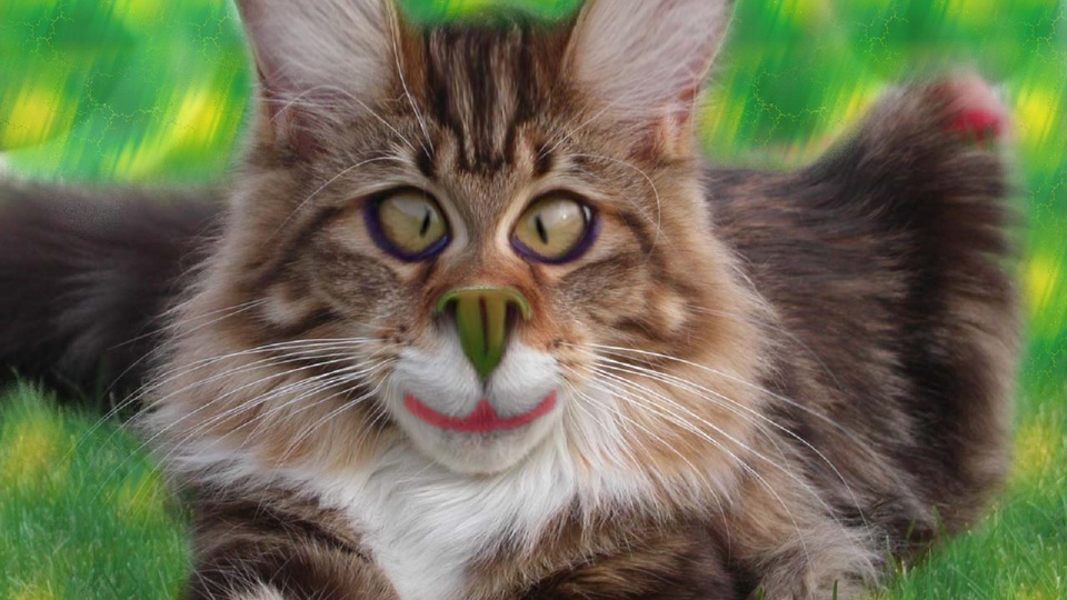 Котики декупаж картинки Котики декупаж картинки