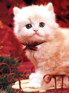 котята картинки скачать на телефон