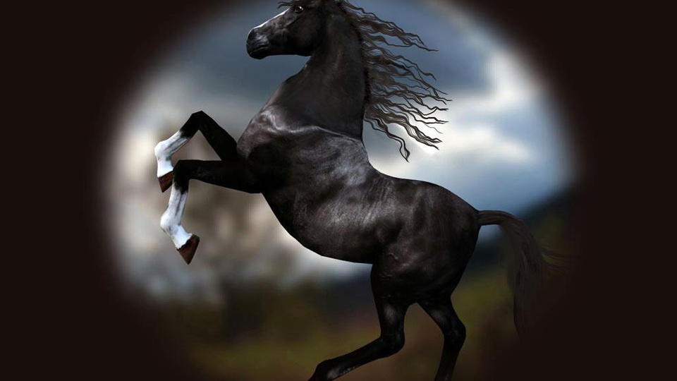 Картинки по запросу фото чёрный конь