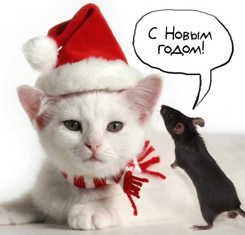 Котик в шапке Деда Мороза и мышка
