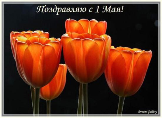 Поздравление с 1 мая с тюльпанами