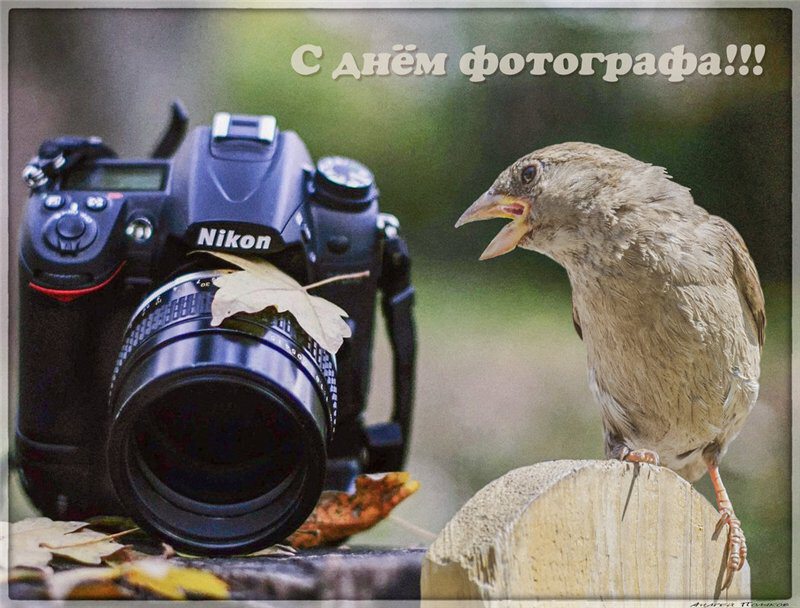 С днем фотографа. Фотоаппарат Nikon