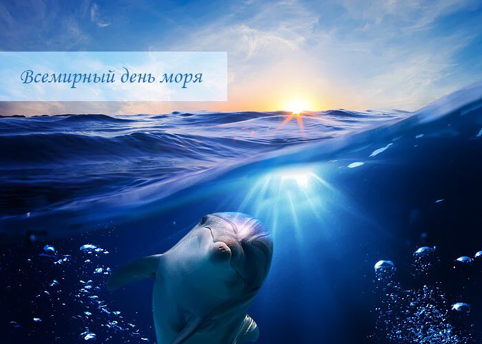 Яркая открытка на День моря с дельфином