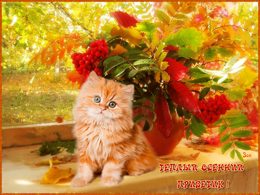 Осенний приветик. Тёплая осень. Осеннего настроения котики. Прекрасной теплой осени и настроения. Приветы осени