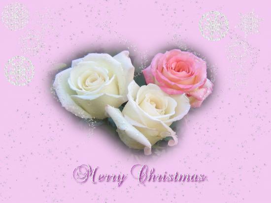Розы на Рождество Христово