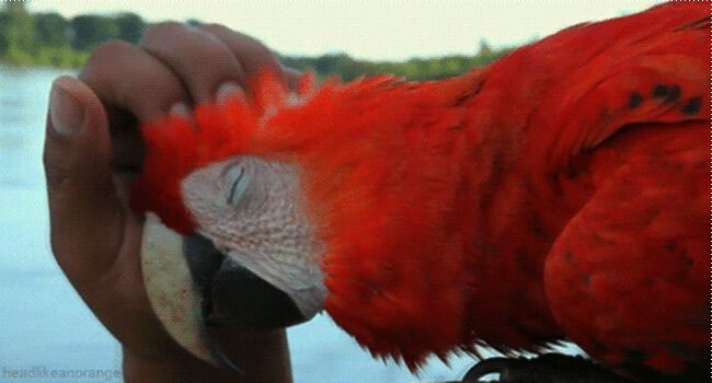 Смешная анимация с большим красным попугаем