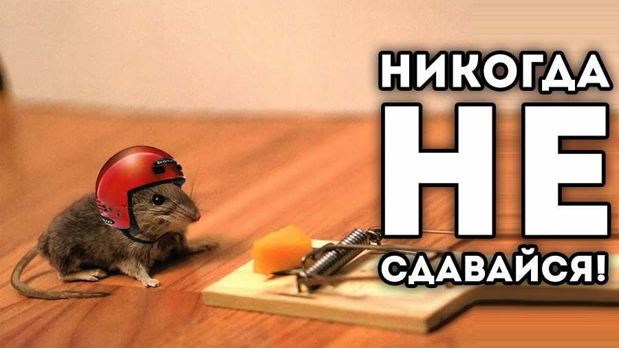 Прикольная открытка Никогда не сдавайся с мышкой