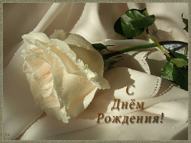Открытка с белой розой в росе с поздравлением