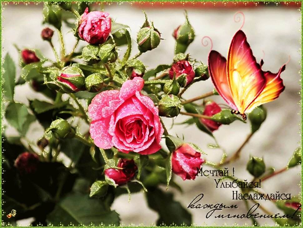 Открытка с розовой розой и бабочкой