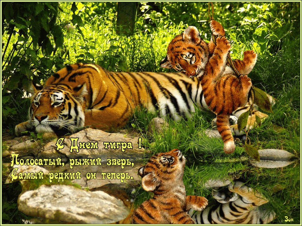 Бесплатная красивая открытка на День тигра