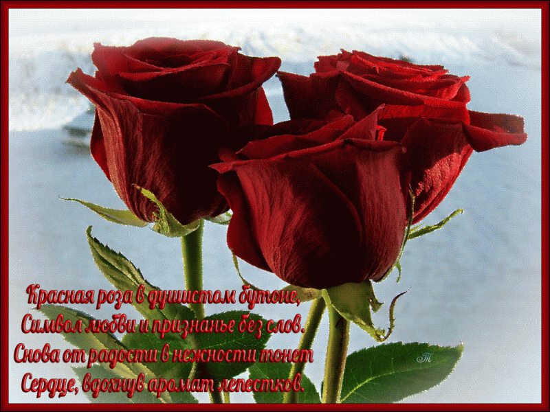 Открытка с тремя красными розами и стихами в рамке