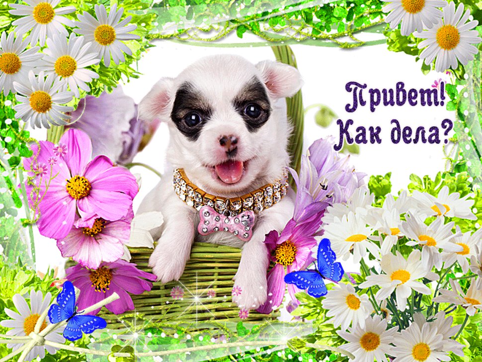 Приветствие добрый день картинки
