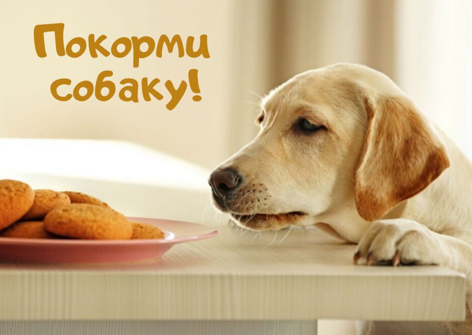 Скачать открытку с надписью Покорми Собаку