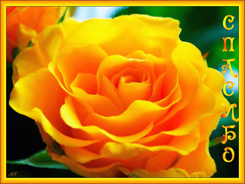 Открытка с благодарностью и желтой розой в яркой рамке