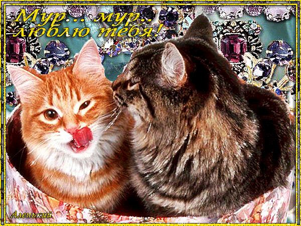 Гиф открытка любимому с кошками