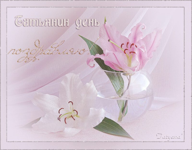 Нежная гиф открытка на Татьянин день с розовыми лилиями
