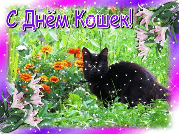 Гиф открытка на День кошек с черным котом