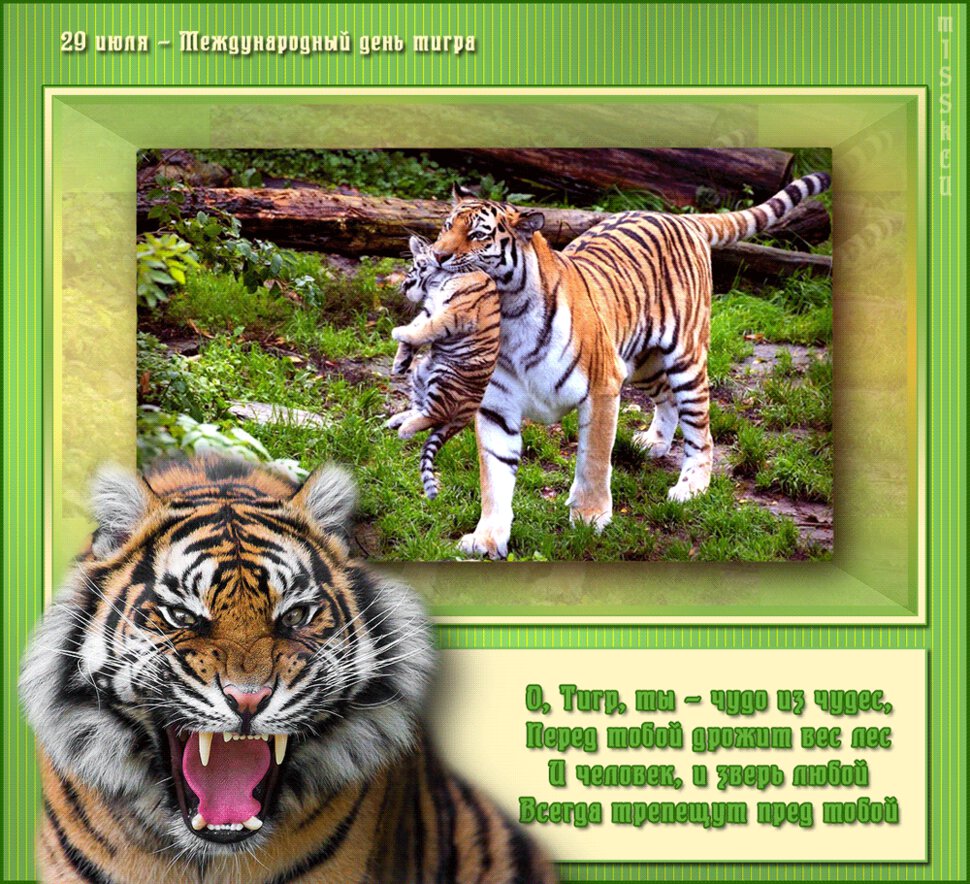 Бесплатная открытка на День тигра