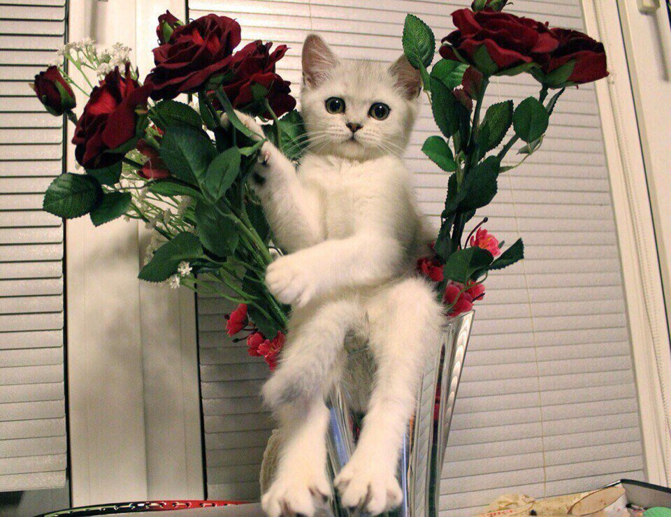 Смешной котенок в вазе с розами