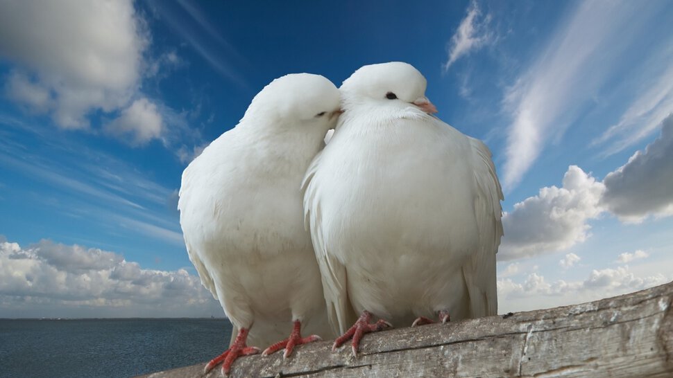 Открытка с влюбленными белыми голубями