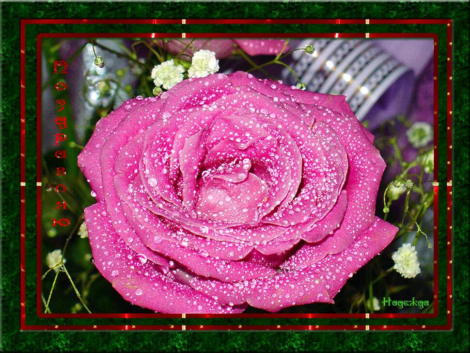 Открытка с розовой розочкой в росе в зеленой рамке