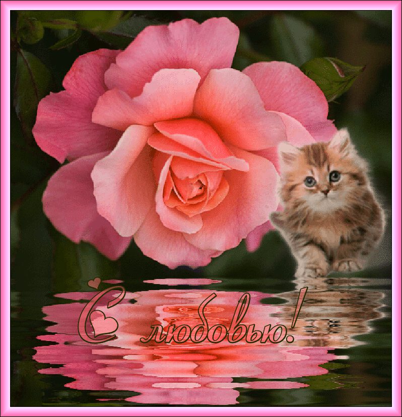 Гиф открытка с любовью и розовой розой