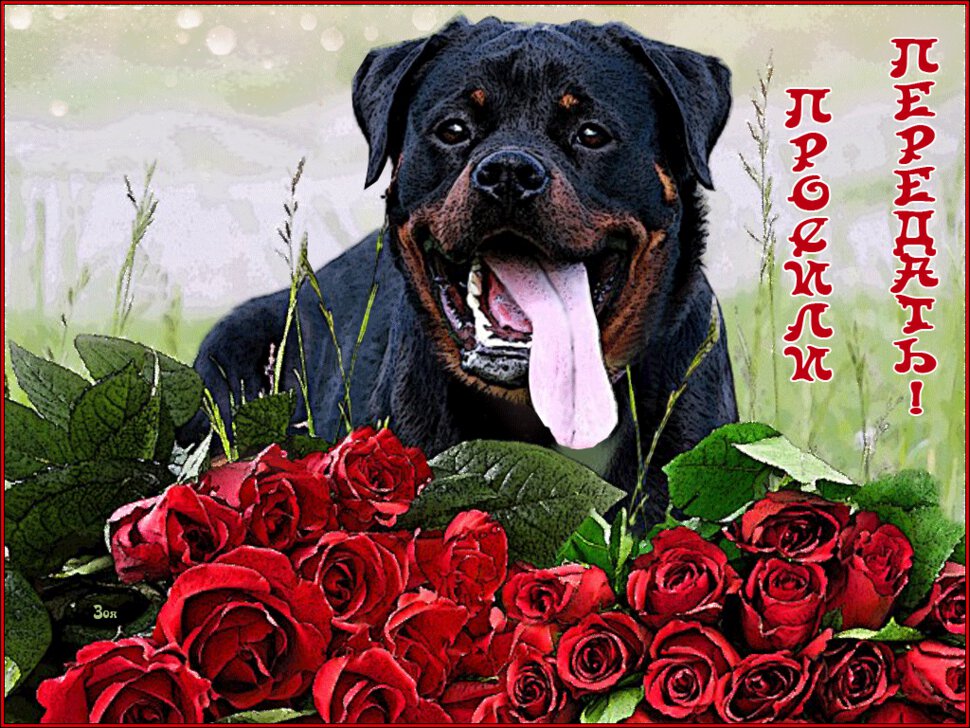 Гиф открытка с собакой и букетом роз