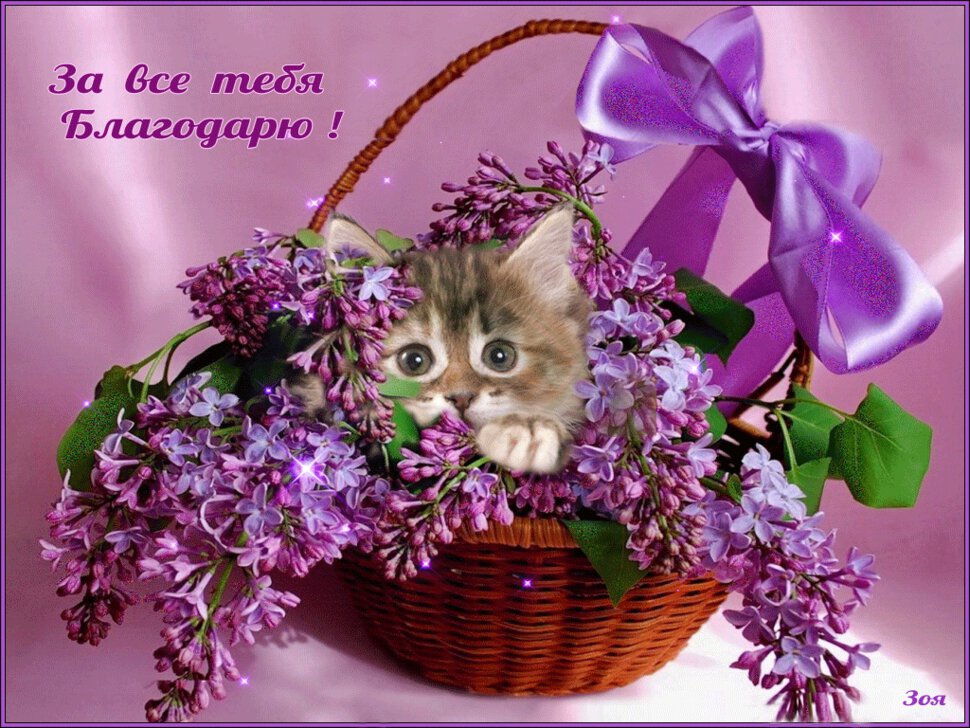 Благодарю тебя за все картинки