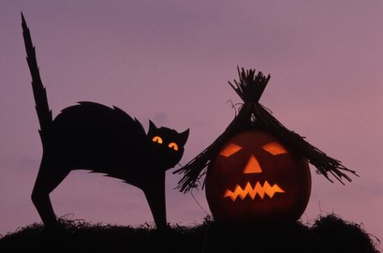 Картинка на Halloween с кошкой и тыквой