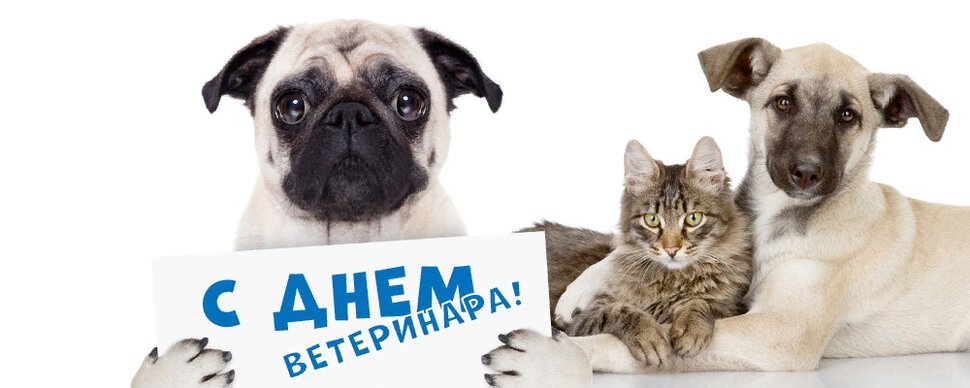 Прикольная открытка на Международный день ветеринара