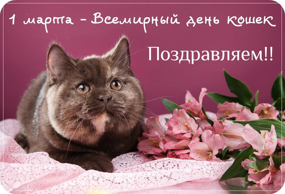 Бесплатная красивая открытка с Днем кошек