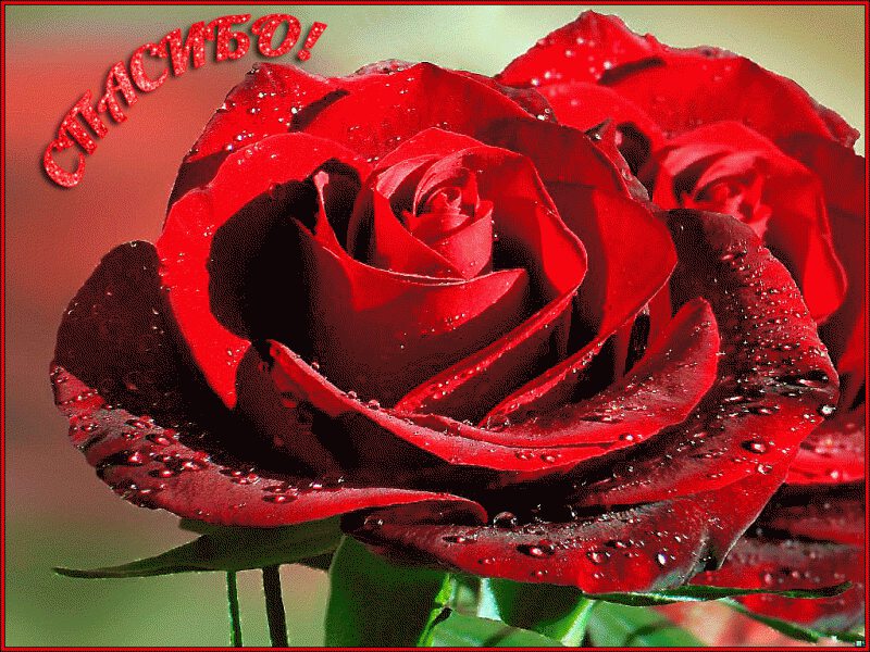 Открытка красные розы в росе с благодарностью