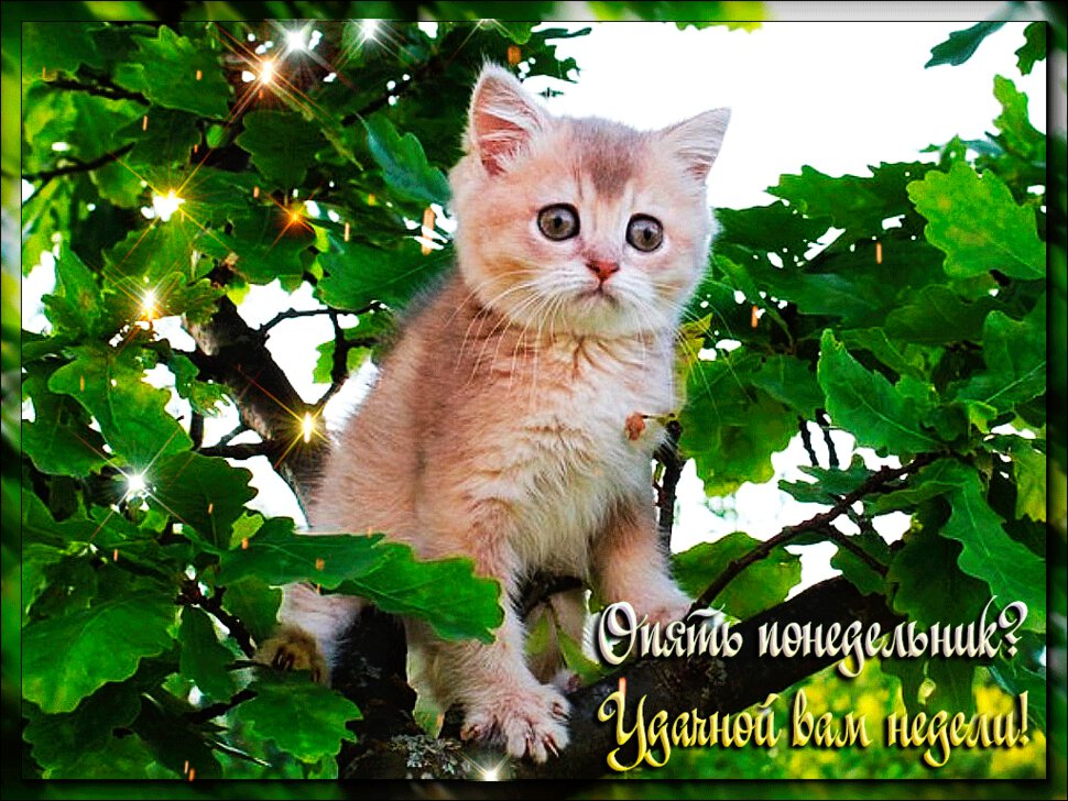 Картинки хорошего дня с котиками прикольные