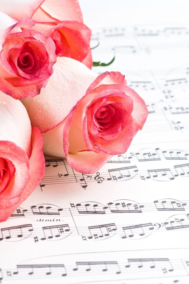 Розовые розы на листе с нотами
