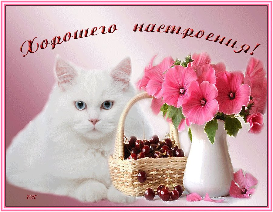 Открытка с белым котом, цветами и корзиной вишни
