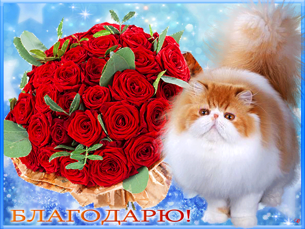 Открытка спасибо одноклассники. Кот с цветами. Фото спасибо. Спасибо котик с цветами. Благодарность цветы.