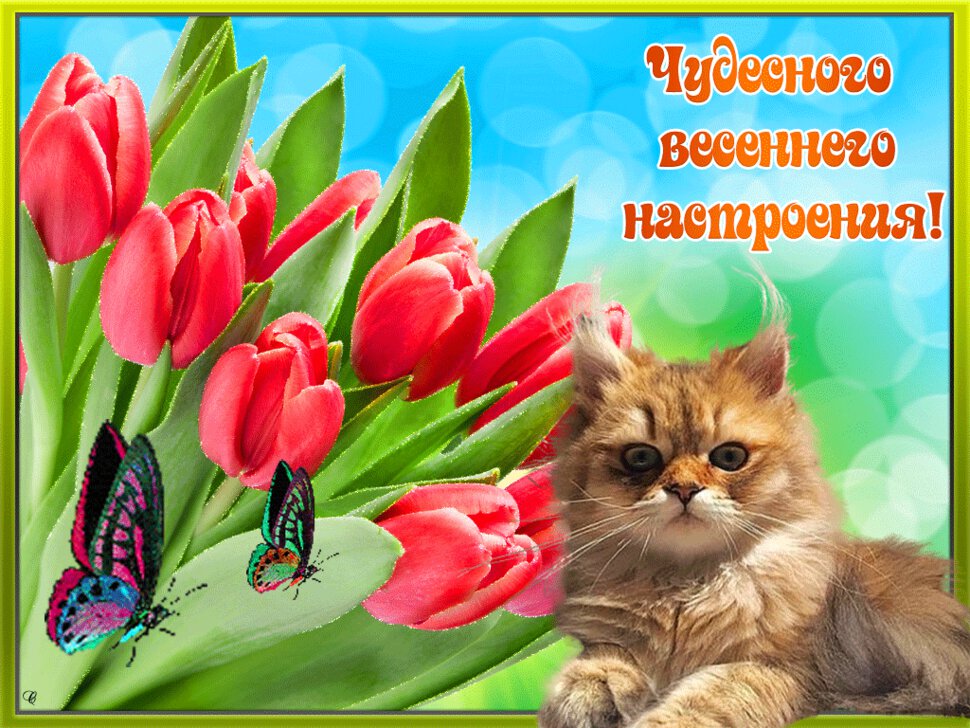 Гиф открытка с котом и бабочками Весеннее настроение