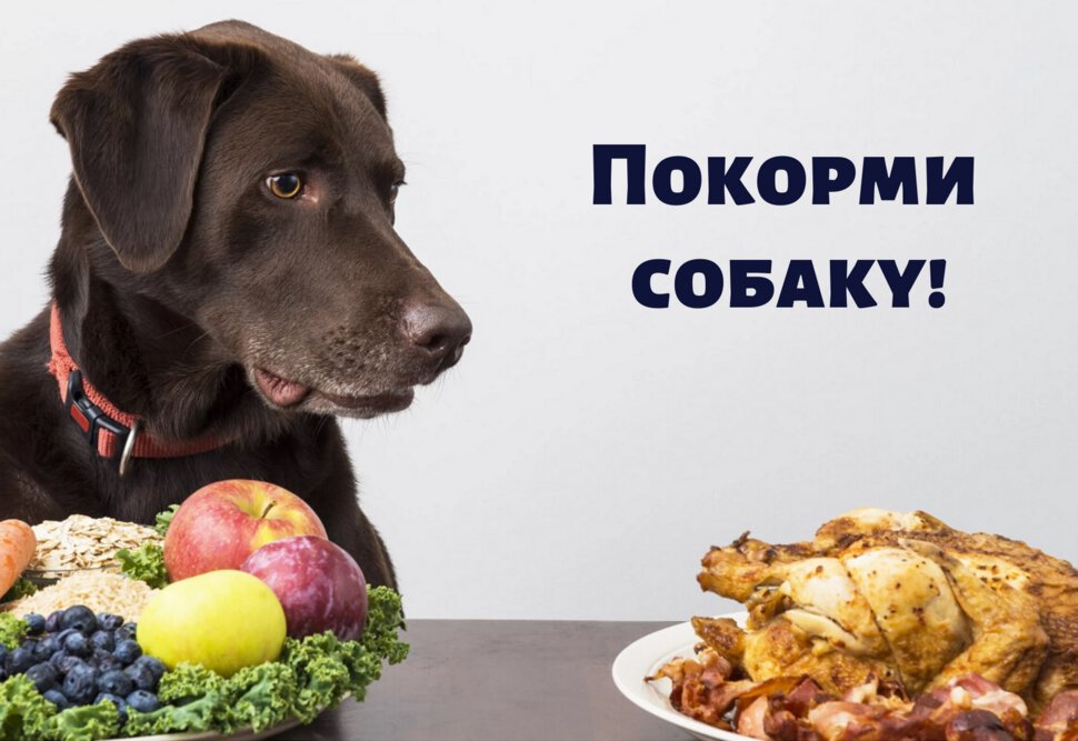 Бесплатная открытка с надписью Покорми Собаку