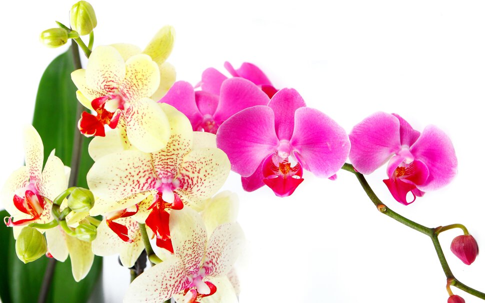 Красивая открытка с орхидеями