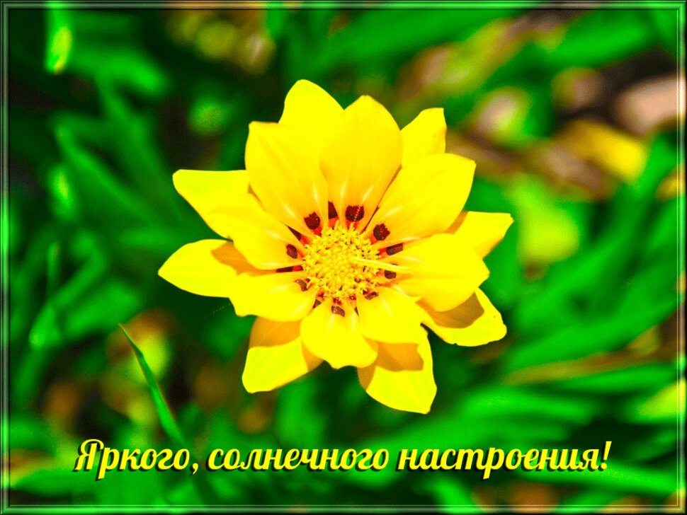 Гиф открытка солнечный цветок для настроения