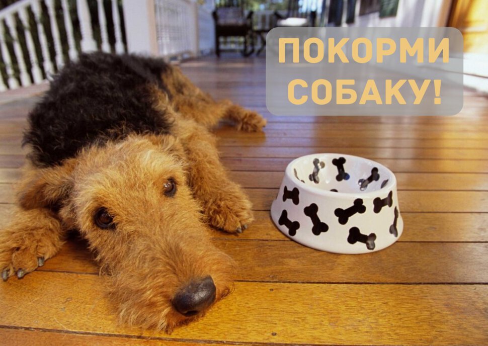 Виртуальная открытка с надписью Покорми Собаку