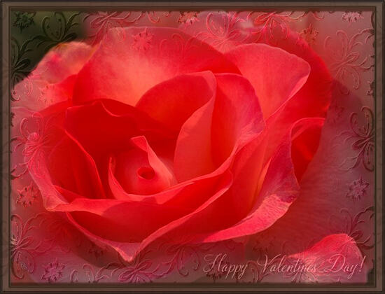 Happy valentines day поздравление нежной розой